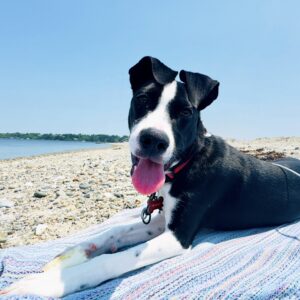 Dog chilling at the beach