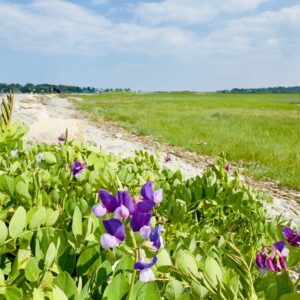 Purple flowers at the beach