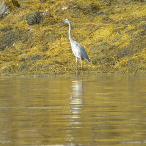 Bird standing in water