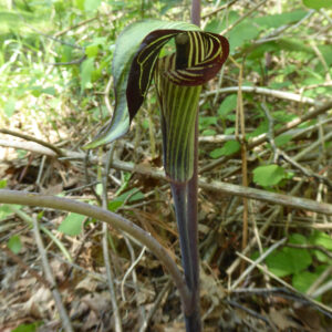 close up photo of plant