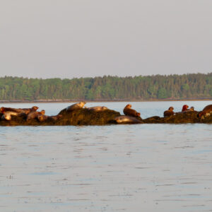 Seals on a rock