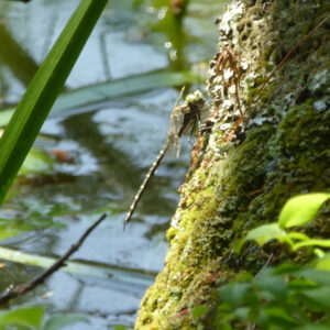 dragonfly on log