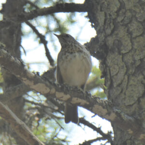 bird in a tree