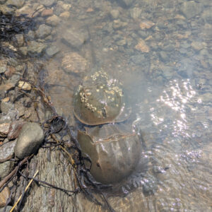 Two Horseshoe Crabs mating