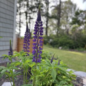 close up of Lupines