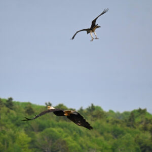 Eagle and Osprey