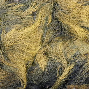 Seaweed