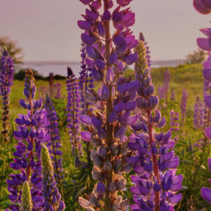 Lupines in a field at sunset