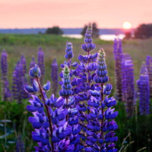 Lupines in a field at sunset