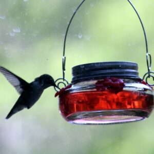 Hummingbird