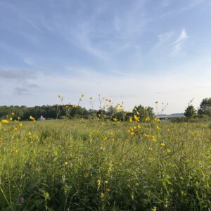 Field and sky