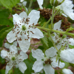 raspberry flowers