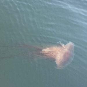 Jellyfish in water
