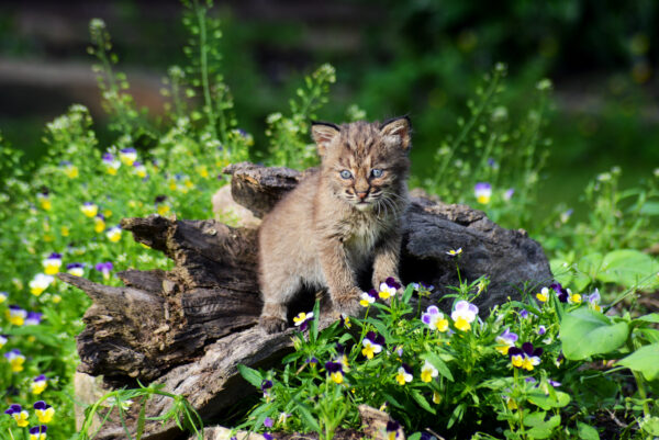 Bobcat kitten