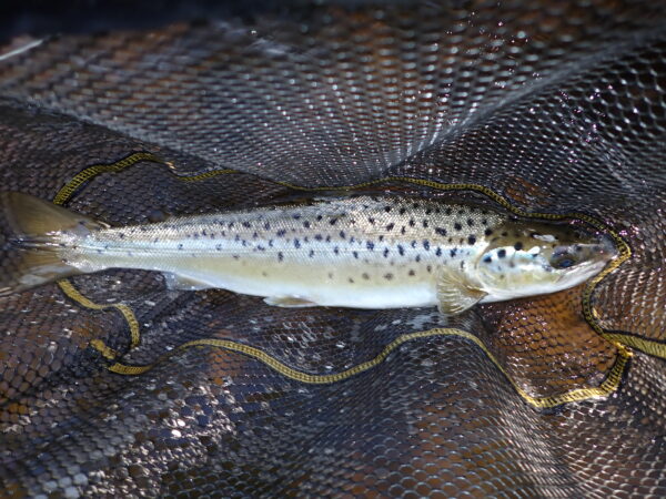 Landlocked salmon in net
