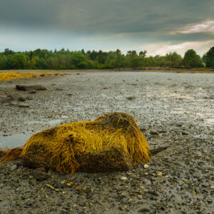 Beach at low tide