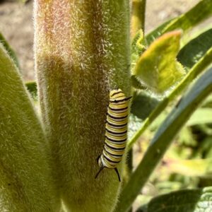 Monarch caterpillar