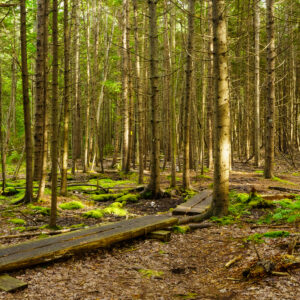 Forest path