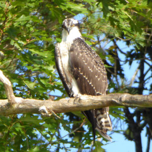 Osprey in tree