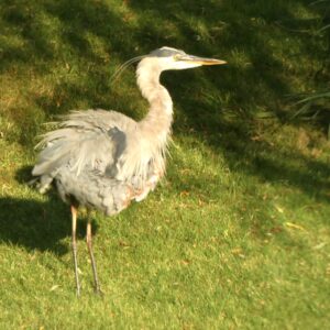 Great blue heron