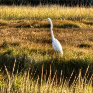 Bird in grass