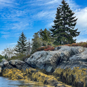 Ocean coast with trees and rocks