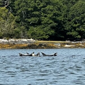 Seals in the ocean