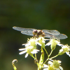 Dragonfly on flower