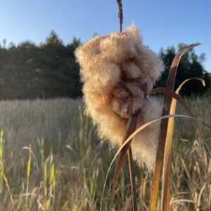 Cattail in a field
