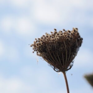 Flower with sky backdrop