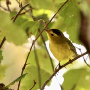 Bird among the leaves