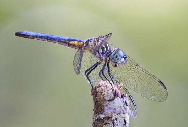 Focus Stacked Image of a Blue Dasher Dragonfly Perched on a Twig